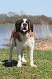 SAINT BERNARD 127